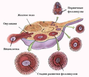 Вторая неделя беременности