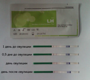 Когда делать тест на овуляцию