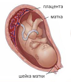 Зрелость плаценты
